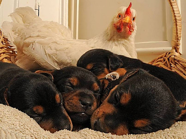 Каждый раз, когда мама этих щенков их оставляла, Тетушка Мейбл — курица, присматривала за ними