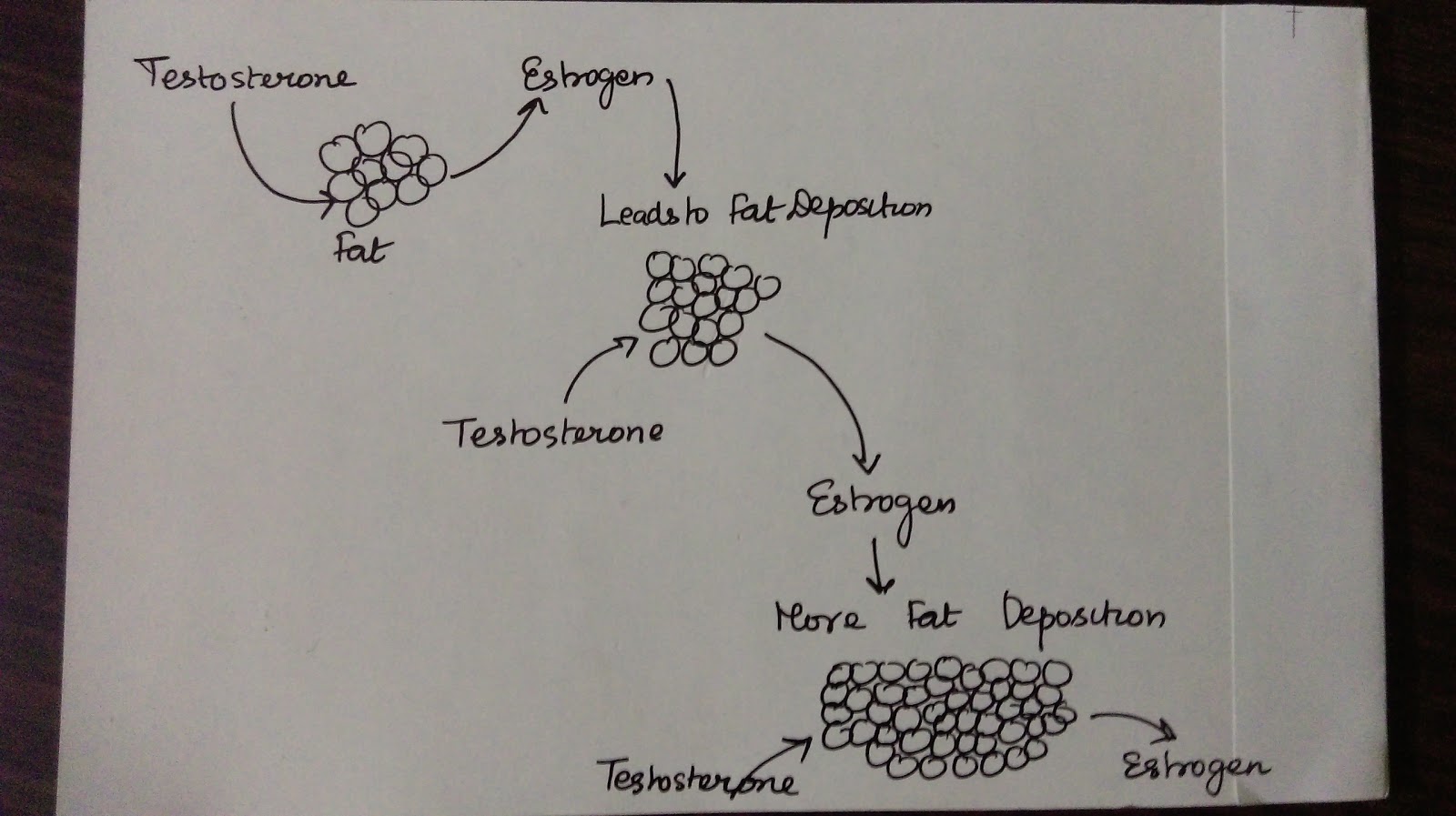 Testosterone Decreases in High Carbohydrate Diet