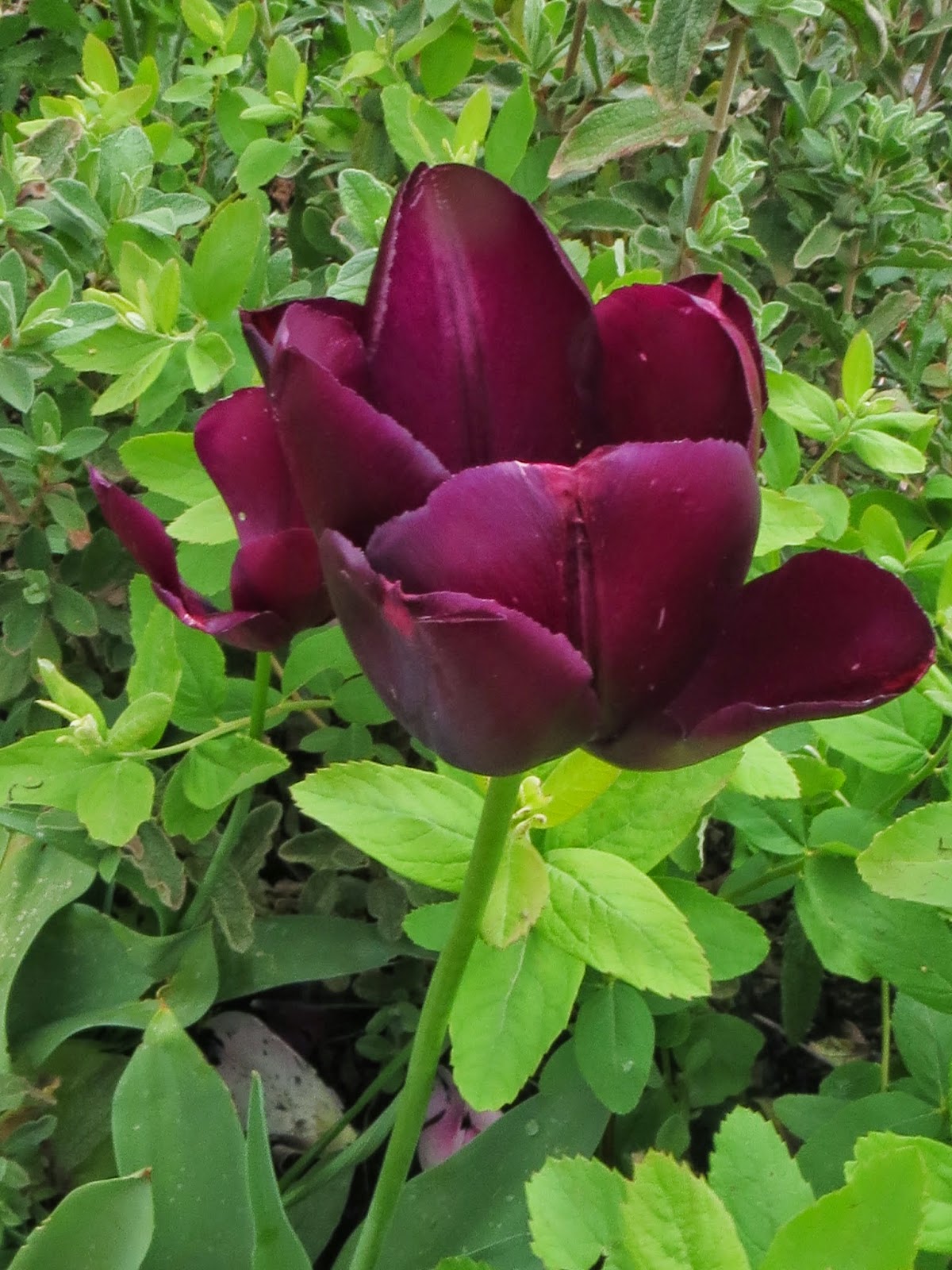 Life Between The Flowers Choisya Ternata Mexican Orange Shrub