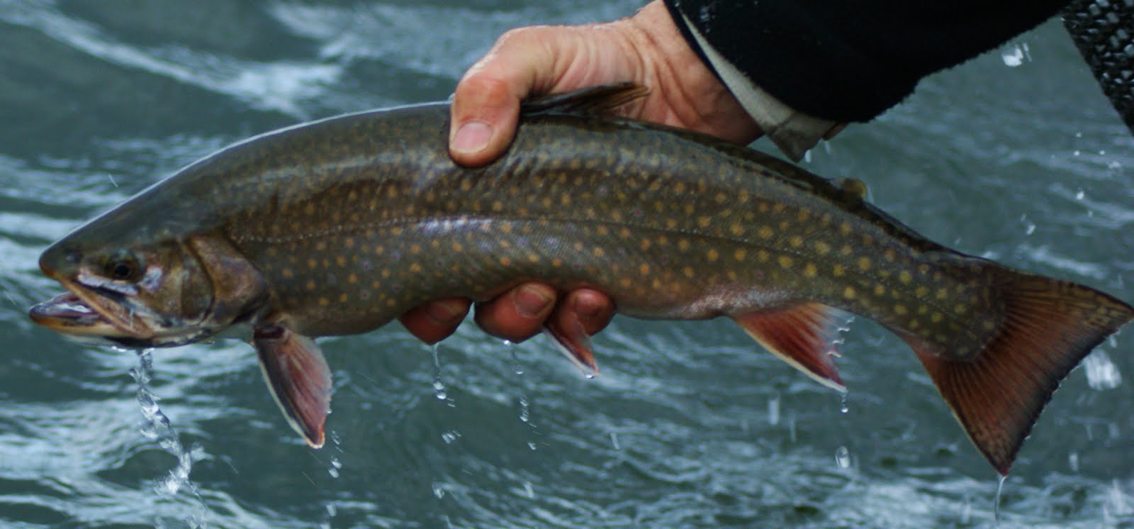 CCflyfishing Henry's Lake, Sheridan Lake, Blackfoot Reservoir