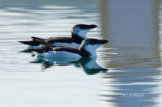 Alca común, Alca torda, Razorbill