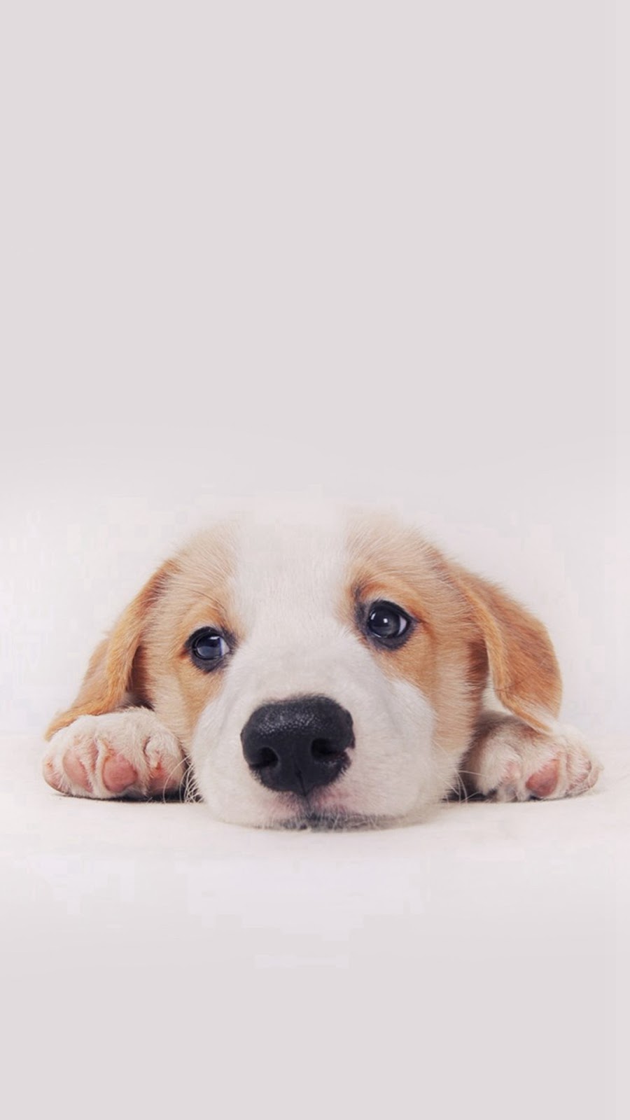 Cute Dog Wallpaper Dog Wallpaper Cute Puppies