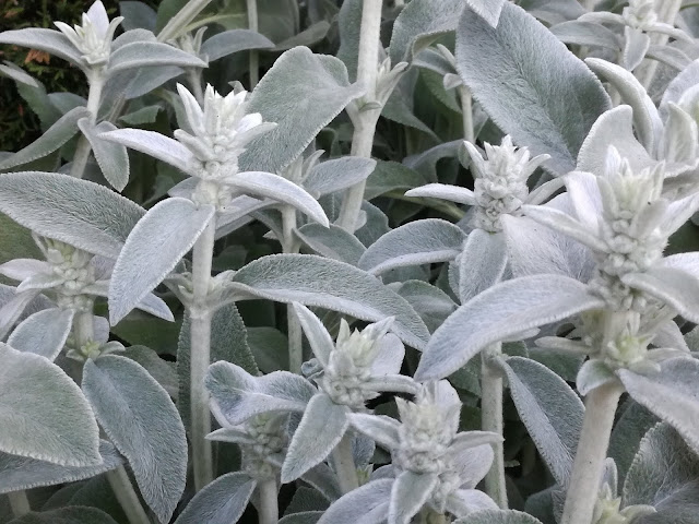 Stachys byzantina