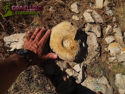 Fósiles en la Sierra de Albarracín Fósiles en la Sierra de Albarracín