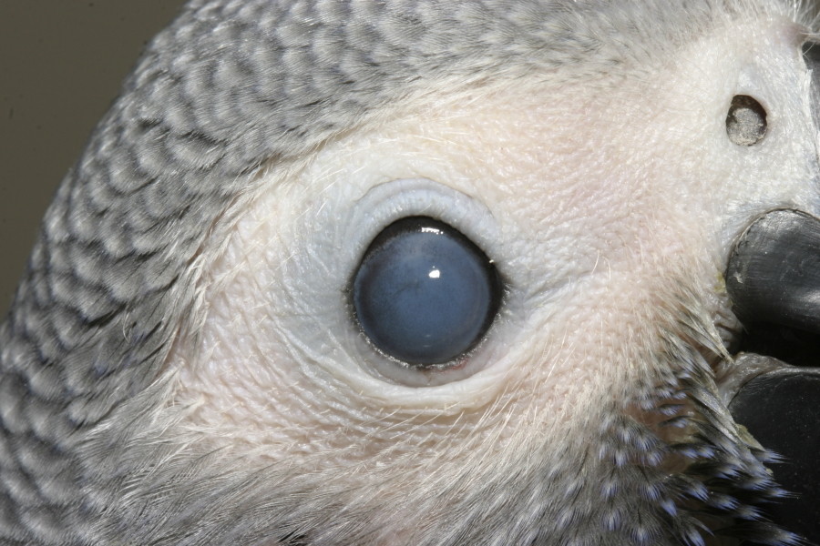 مرض العين البيضاء أو المياه البيضاء عند الطيور أسبابه ...
