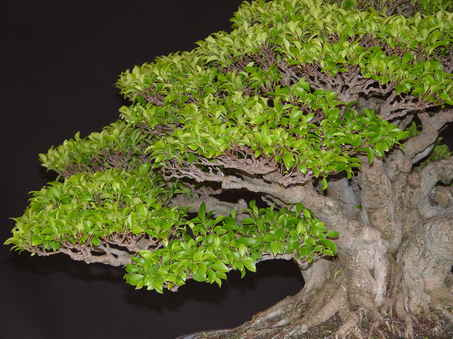 Min Hsuan Lo Bonsai 羅民軒 榕樹中後段和細枝 Ramification of Ficus