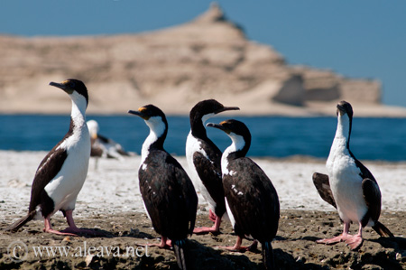 King Cormorant in Peninsula Valdes