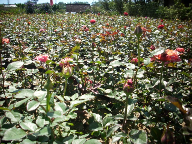 Bibit Mawar Merah Jual Bibit Bunga Mawar Merah Rangkuman Cara Bertanam Lengkap Bibit Bunga Kumpulan Bibit Bunga Mawar