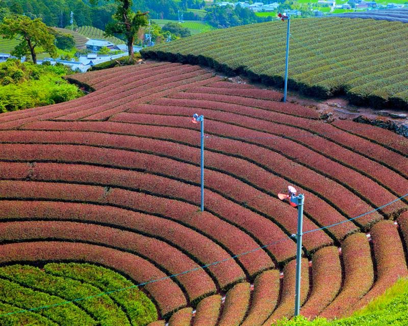 Wazuka Green Tea Farms, Japan