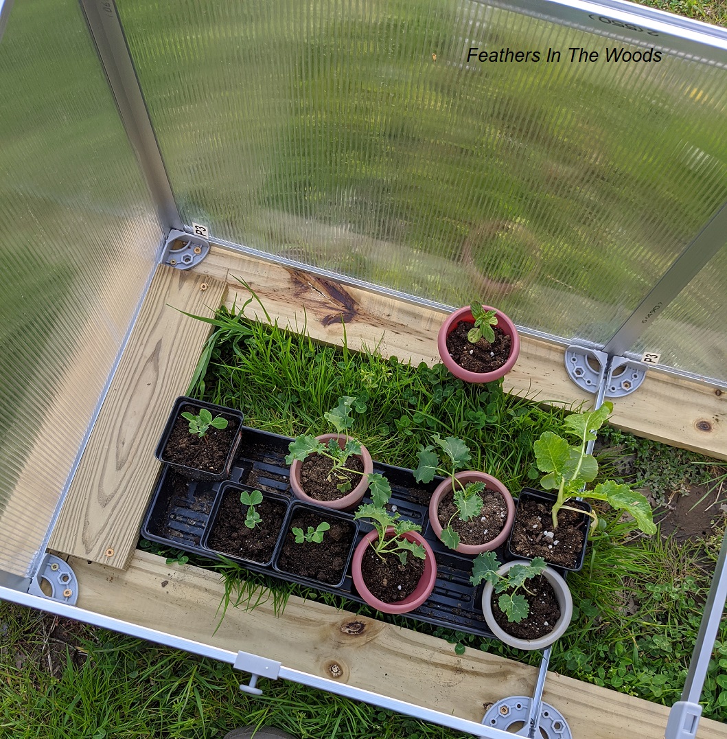 How to harden off seedlings (don't skip this!) Feathers in the woods