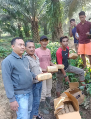 20 kg ganja yang dibuang di kebun sawit di Langkat. 20 kg ganja yang dibuang di kebun sawit di Langkat.