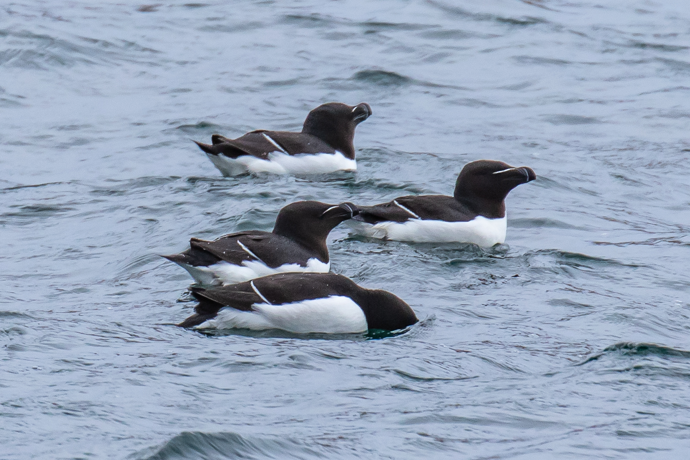 Maine Coast Birds