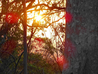 Sonnenuntergang im Mount Coo-tha Forest