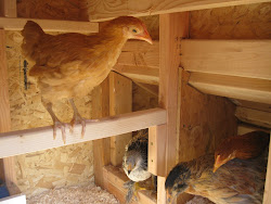 flight so fancy chicken coop 2