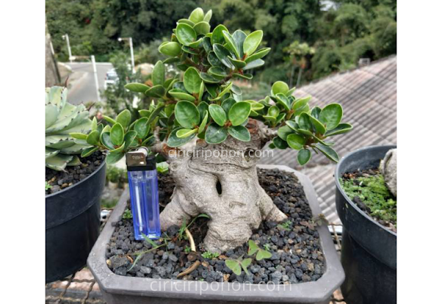 Ciri Ciri Pohon Bonsai Dolar