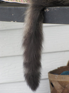Cat's Tail Hanging Down from Porch Swing