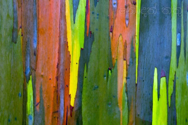 දේදුනු යුකැලිප්ටස් ගස 🌈✍️📚💐 (Rainbow Eucalyptus Tree) - Your Choice Way