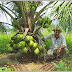 Lázaro Cárdenas da a Michoacán el 4° lugar en producción de coco