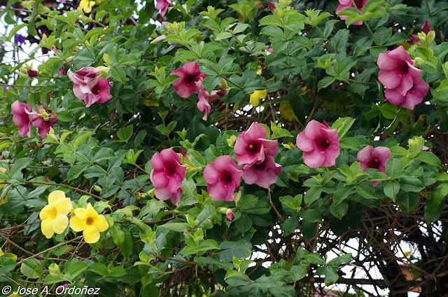 El Jardín de la Barrosa: Algunas plantas y arbustos comunes en la