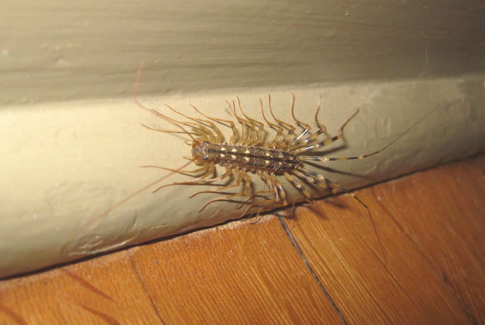 House Centipede Bite Marks