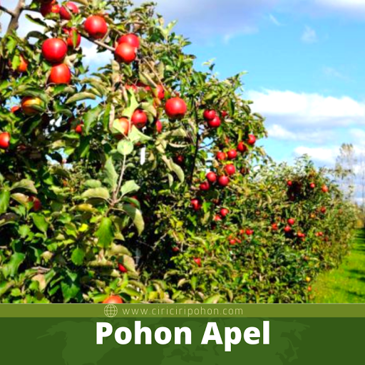 Pohon Apel