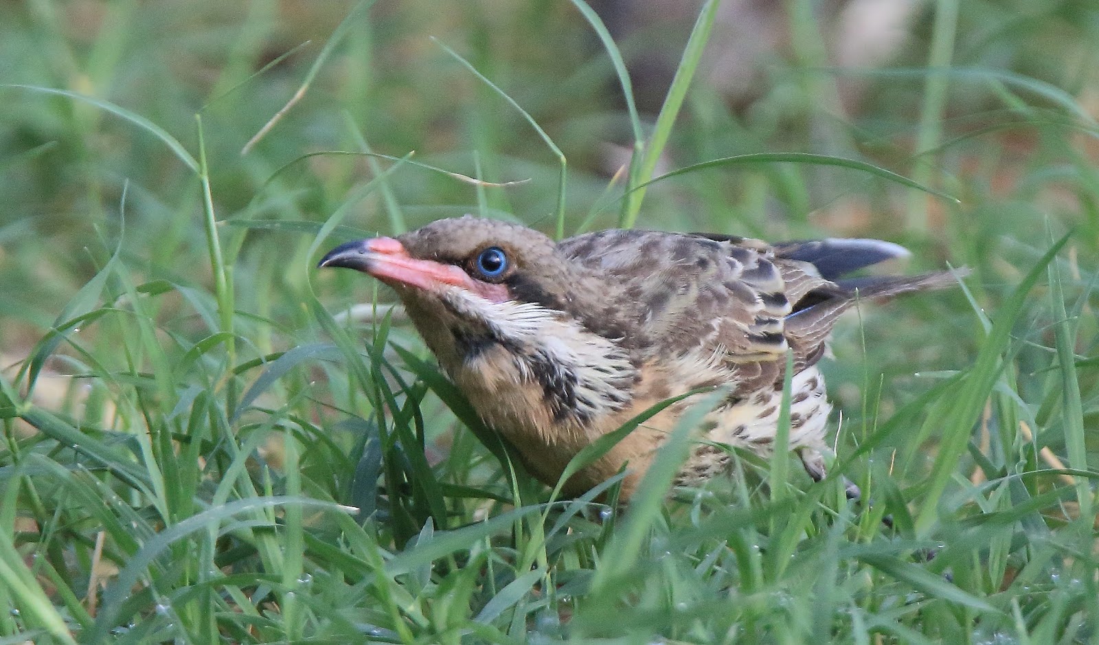 Richard Waring S Birds Of Australia Backyard Bird List Reaches 48