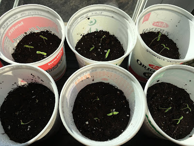 Seedlings growing in plastic yogurt containers.