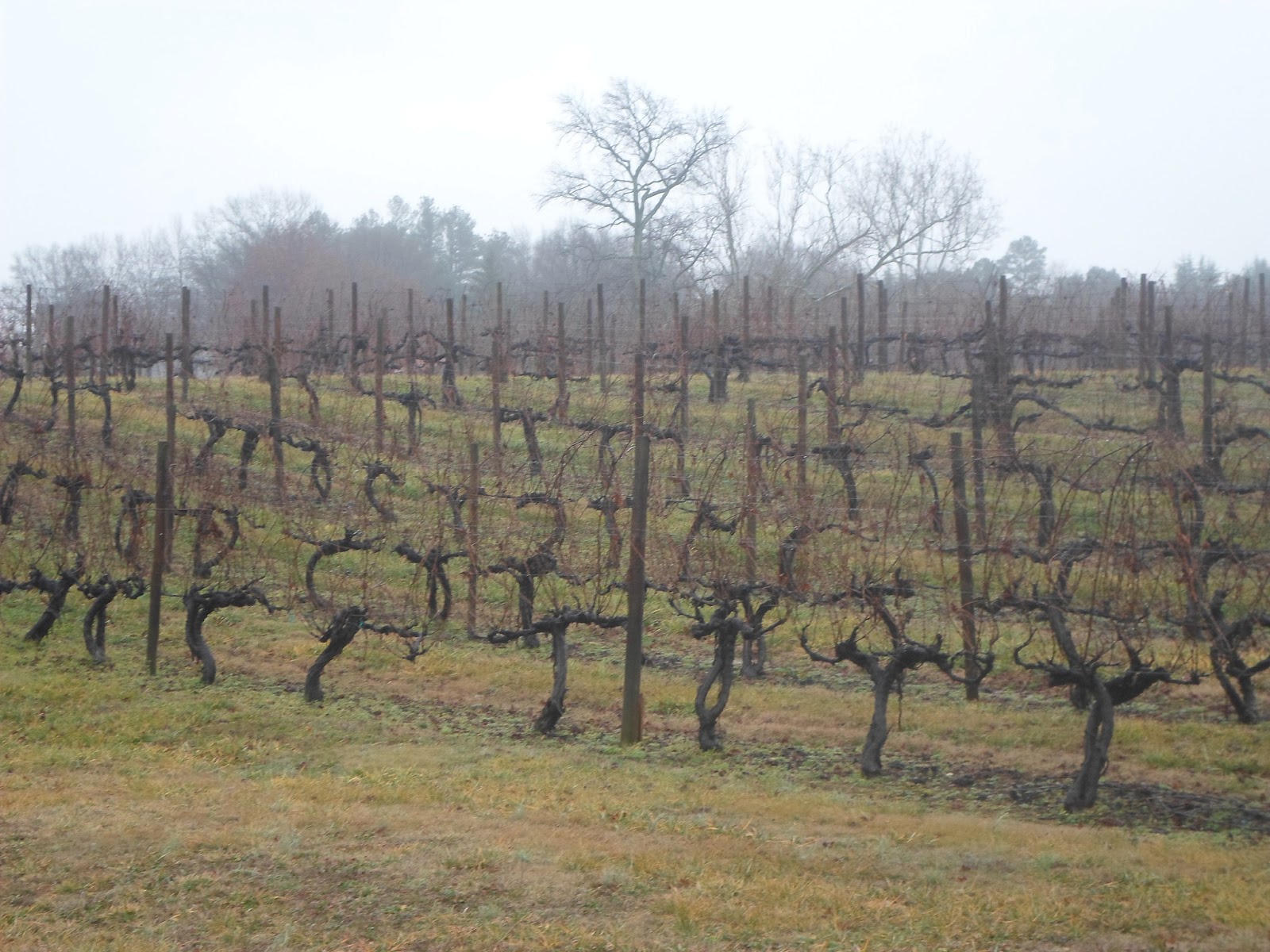 The Brewkeeper's Adventures Ingleside Winery Tour