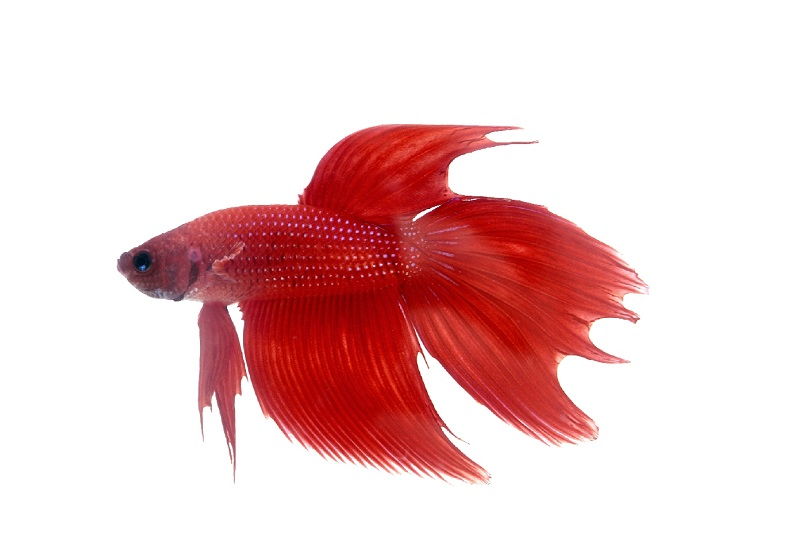 Red Betta Fish 2 Image Red Betta Fish 2