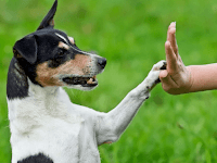 Can Dogs Learn Commands In Different Languages?