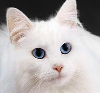 Mavi gözlü ve beyaz kürklü kedilerin çoğunluğu sağır kedilerdir.