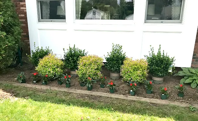 Plants added to the foundation of the house