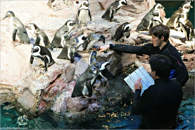 Pingüinos Africanos en el Acuario de Boston