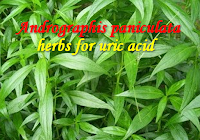 Best Herbal Remedy Uric Acid