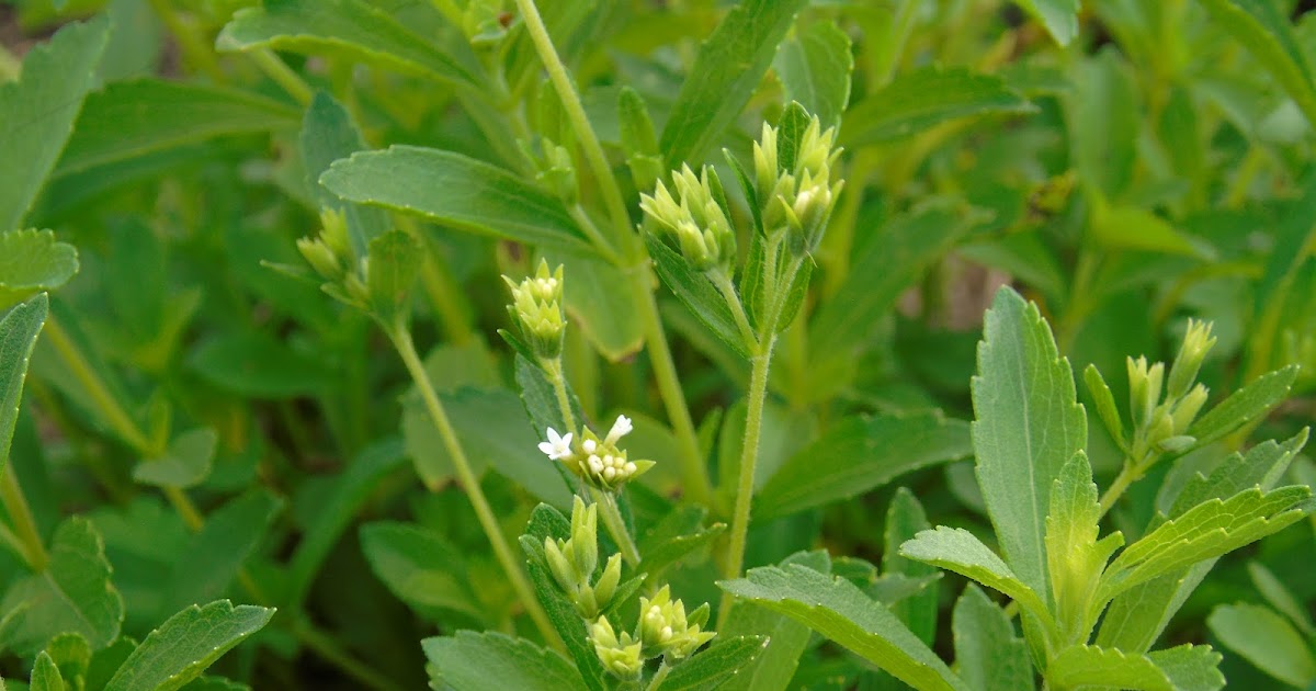 Estévia [Stevia rebaudiana (Bertoni) Bertoni] A planta da vez