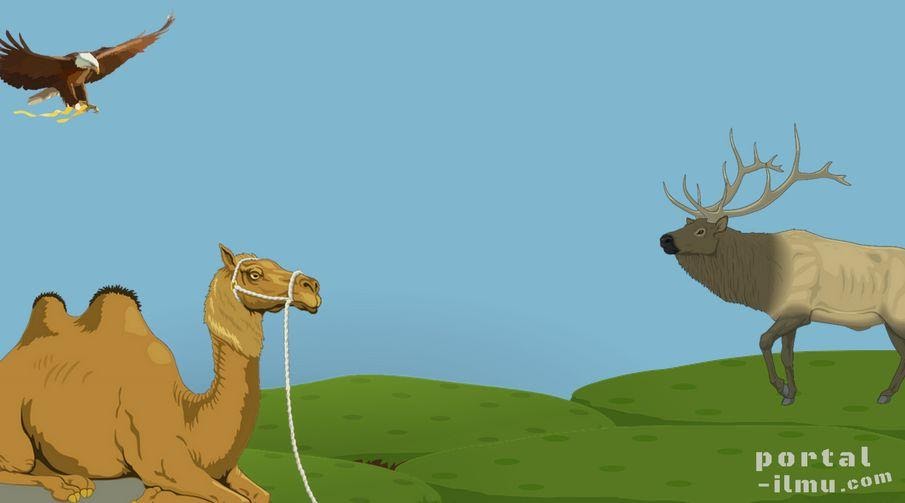 Ciri dan Klasifikasi Kingdom Animalia - Portal-Ilmu.com