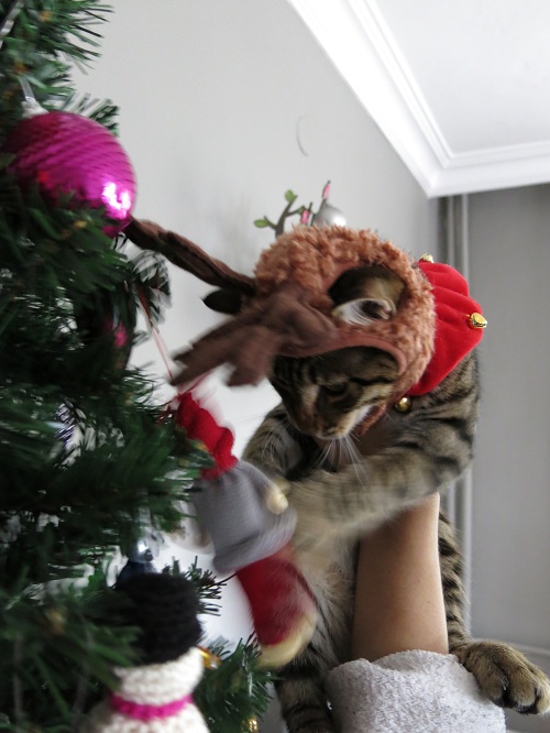 Turkishly Delightful: Christmas card outtakes