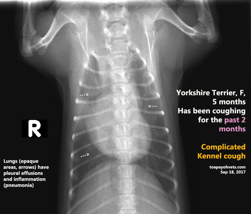Veterinary, Photography and Travel Stories for vet students and pet