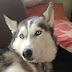 15 Things Only Siberian Husky Owners Understand