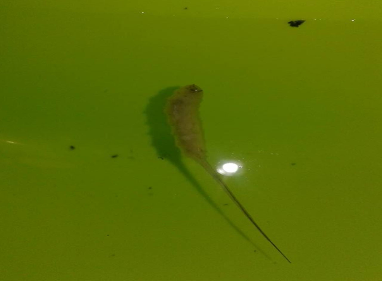 This Video Went Viral Because Of An Alleged Maggot Was Caught From The