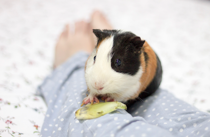 fotografia-cobaya-kevin