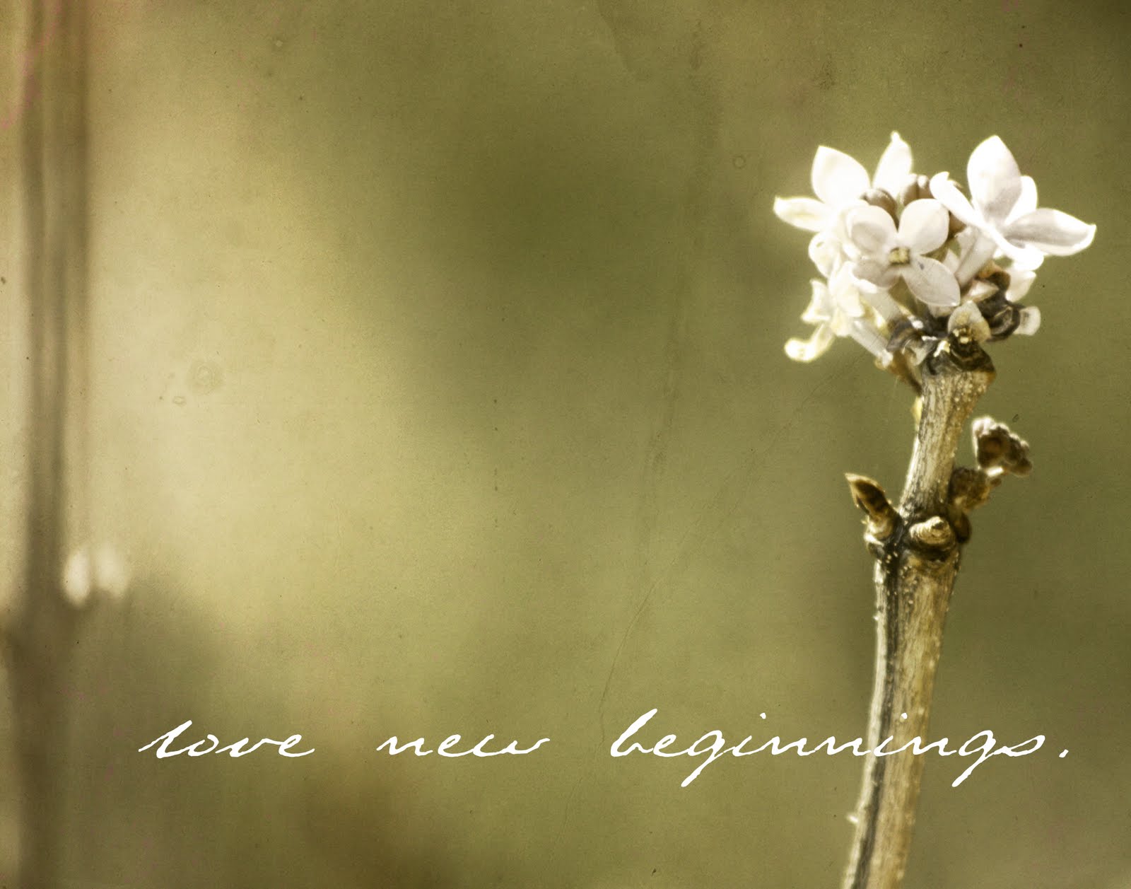 Everyday Glimpses Three word Thursday...Love New Beginnings Everyday Glimpses Three word Thursday...Love New Beginnings