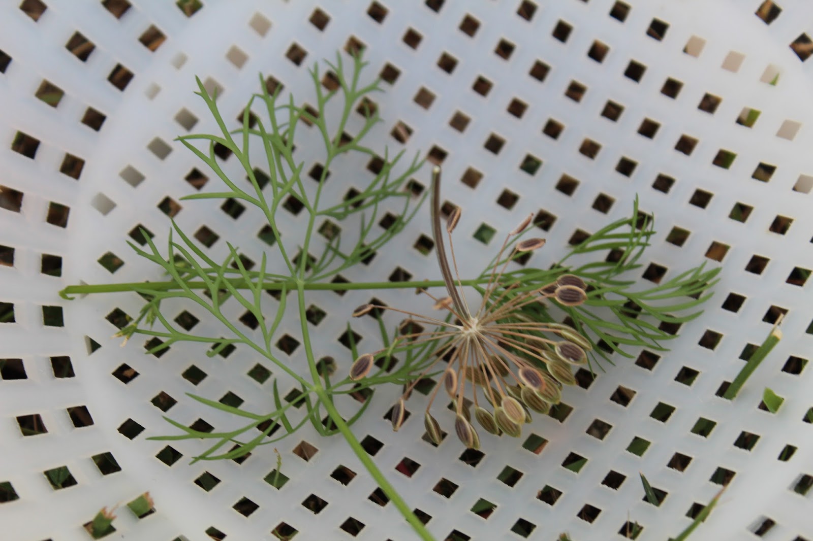 Everything You Wanted to Know About Dill