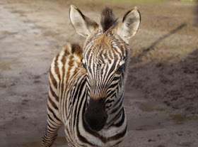 Frühling im Tierpark Gettorf (+ Verlosung). Unsere Kinder gucken gerne Tierbabys an, so wie dieses niedliche Zebra-Fohlen.
