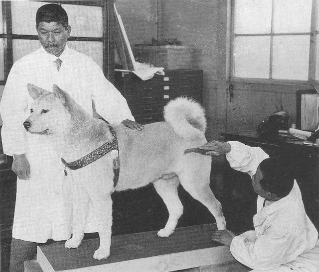 Rare Photos of Hachikō, the World’s Most Loyal Dog Vintage Everyday
