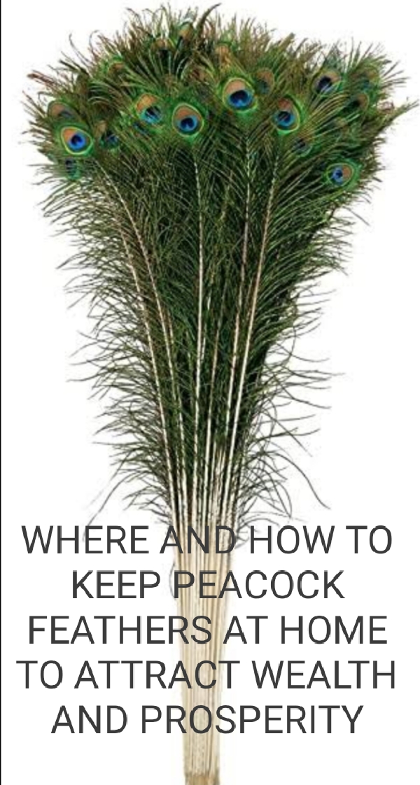 WHERE AND HOW TO KEEP PEACOCK FEATHERS AT HOME TO ATTRACT WEALTH AND