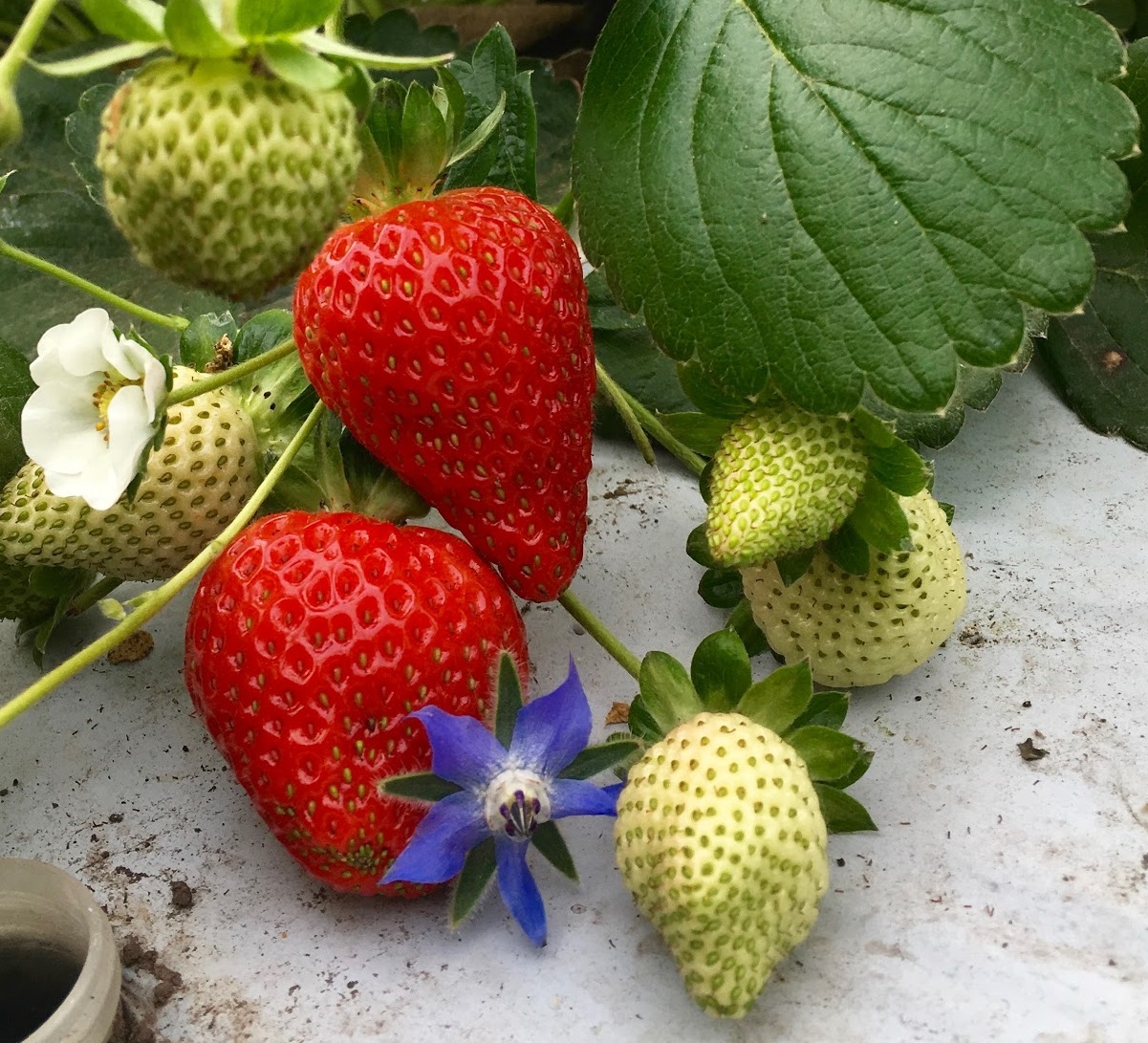 May 14 Growing Organic Day Neutral Strawberries