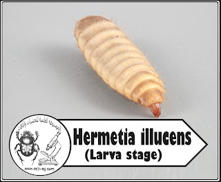 يرقات ذبابة الجندي الأسود black soldier fly - Larva stage