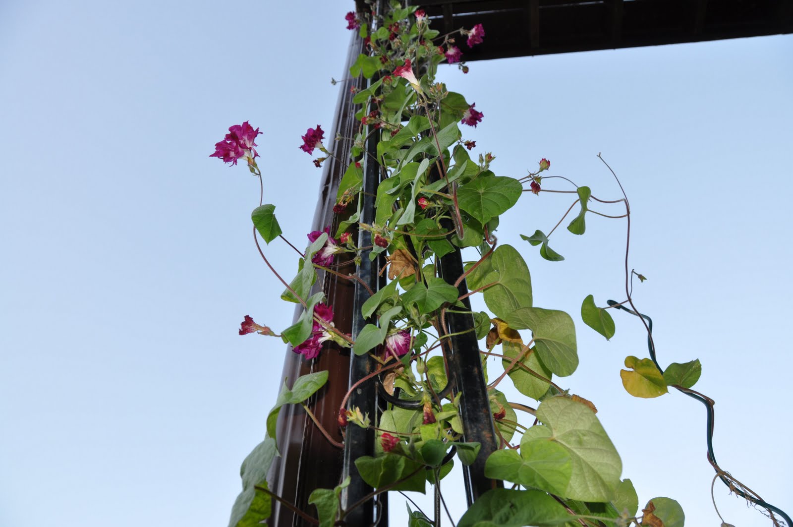 Northern Exposure Gardening New Perennials and Shrubs