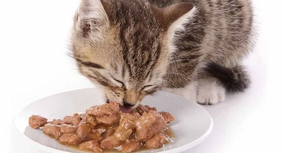 Tip: how to save left over cat food some of the time